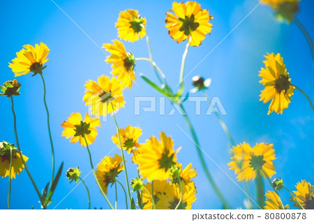 Kibana cosmos transparent to the blue sky 80800878