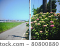 Midsummer hydrangea blooming on the side of the road 80800880