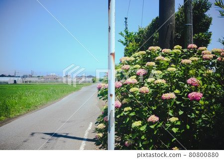 Midsummer hydrangea blooming on the side of the road 80800880