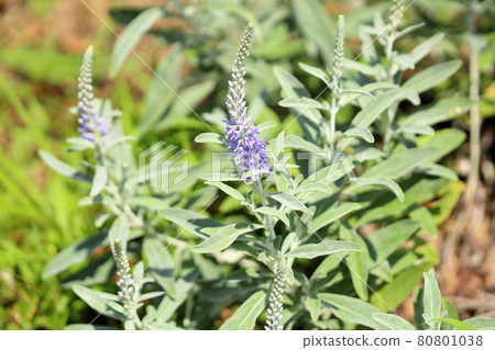 玉米粉圓餅花 80801038