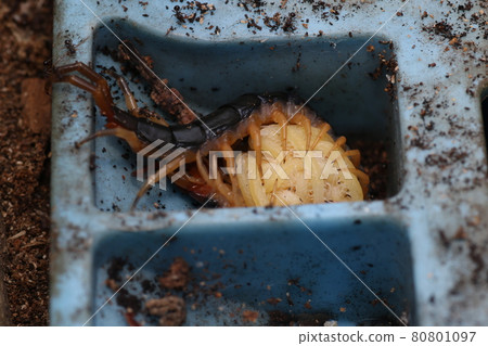 A parent centipede that has hatched and holds and protects many children 80801097
