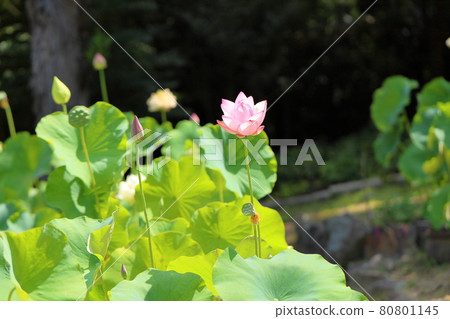 Lotus flower Lotus flower 80801145