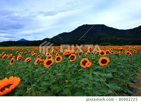 向日葵和角田山 向日葵和角田山 80801225