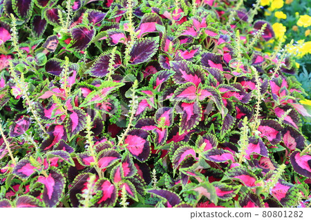 Colorful coleus leaves and flowers Colorful coleus leaves and flowers 80801282