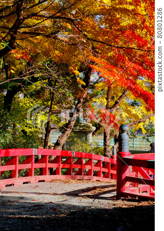 秋季相馬中村神社/赤橋(福島縣相馬市) 秋季相馬中村神社/赤橋(福島縣相馬市) 80801286