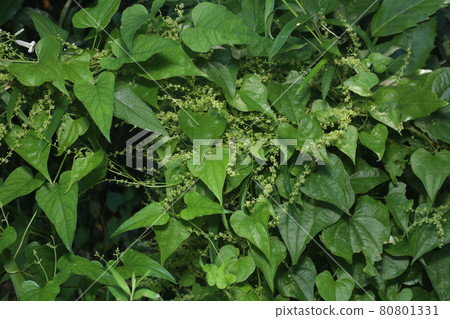 A small flower of Onidokoro that looks just like a yam 80801331