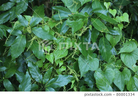 A small flower of Onidokoro that looks just like a yam 80801334