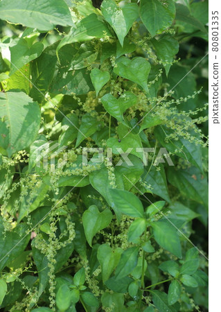 A small flower of Onidokoro that looks just like a yam 80801335