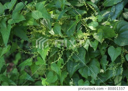 A small flower of Onidokoro that looks just like a yam 80801337