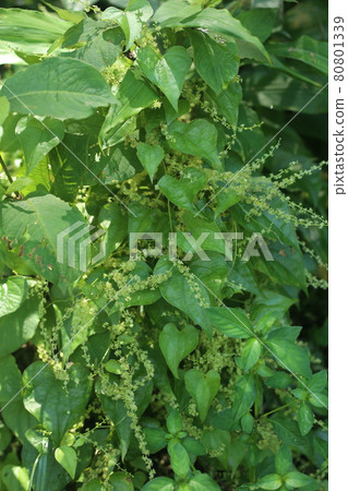 A small flower of Onidokoro that looks just like a yam 80801339