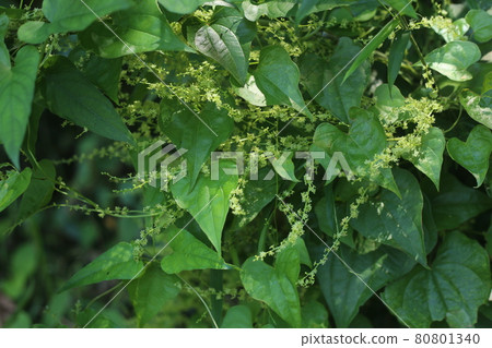 A small flower of Onidokoro that looks just like a yam 80801340