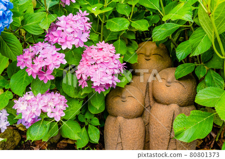 Kamakura / Hasedera Ryoen Jizo and Hydrangea 80801373