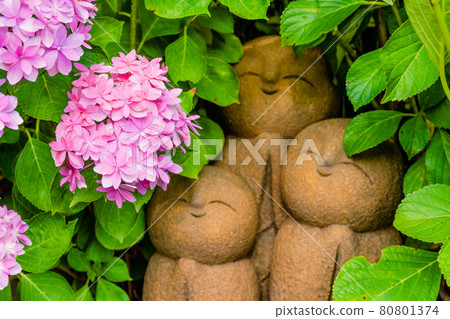 Kamakura / Hasedera Ryoen Jizo and Hydrangea 80801374