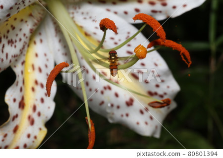 Marmalade hoverfly that came to the flower of the golden-rayed lily 80801394