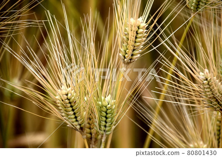 Wheat harvest is near, the callipers are stretched and the wheat turns golden. Wheat harvest is near, the callipers are stretched and the wheat turns golden. 80801430