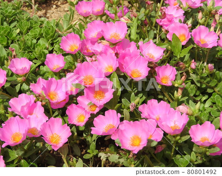 "Portulaca" that blooms colorful flowers "Portulaca" that blooms colorful flowers 80801492