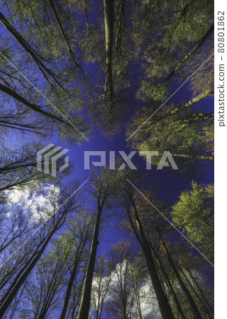 Spring treetops 80801862