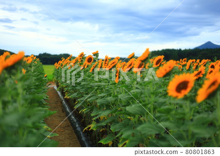 向日葵田 向日葵田 80801863