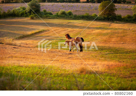 Mare with a cute foal on the pasture Mare with a cute foal on the pasture 80802160