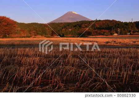 蕎麥田和降雪 收穫後的富士山田 80802330