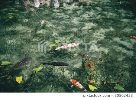 Carp taken at Monet's Pond Carp taken at Monet's Pond 80802438