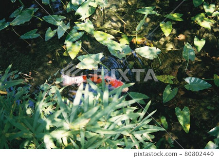 Carp taken at Monet's Pond Carp taken at Monet's Pond 80802440