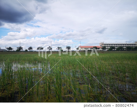 Kokubu River regulation pond green area in Ichikawa City, Chiba Prefecture Kokubu River regulation pond green area in Ichikawa City, Chiba Prefecture 80802474