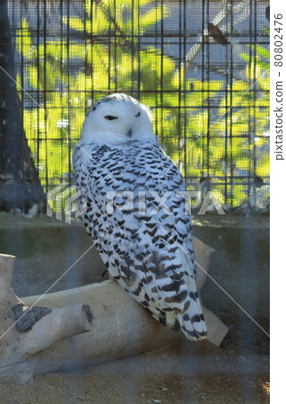 Snowy Owl at Kyoto City Zoo Snowy Owl at Kyoto City Zoo 80802476