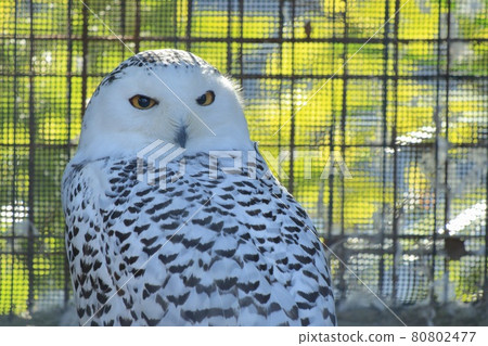 Snowy Owl at Kyoto City Zoo 80802477