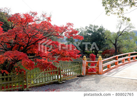 秋天Shiromizu Amidado（福島縣，磐城市） 80802765