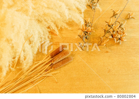 秋季圖像表照片日本蒲葦和蘆葦 80802804