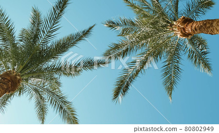 Palm trees in blue sky in backlit summer sunlight, bottom up view. Green palm leaves sway in warm wind on tropical island. Travel vacation paradise at beach resort. Exotic tour, voucher to hot country Palm trees in blue sky in backlit summer sunlight, bottom up view. Green palm leaves sway in warm wind on tropical island. Travel vacation paradise at beach resort. Exotic tour, voucher to hot country 80802949