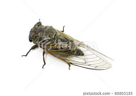 [Kumazemi]（深度合成） 80803185