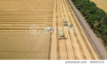 Combine harvesting: aerial view of agricultural machine collecting golden ripe wheat into truck. 80803332