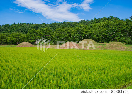 Paddy fields and Miyaguchi burial mounds that have begun to fertilize Paddy fields and Miyaguchi burial mounds that have begun to fertilize 80803504