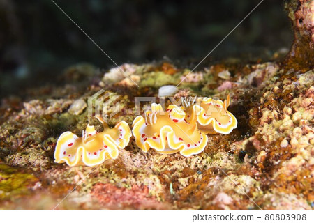 Nakayoshi ♪♪♪ Akateniroumiushi 的三兄弟... ⑩部分 Nakayoshi ♪♪♪ Akateniroumiushi 的三兄弟... ⑩部分 80803908