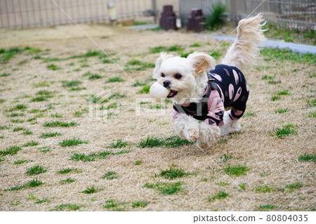A dog running with a white ball A dog running with a white ball 80804035