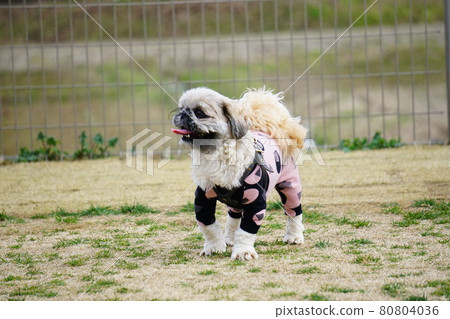 Dog standing with his tongue out 80804036