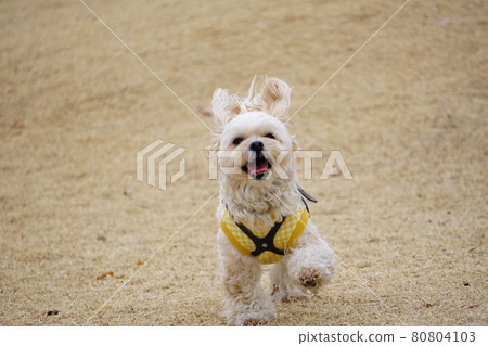 一隻微笑著奔跑的狗 80804103