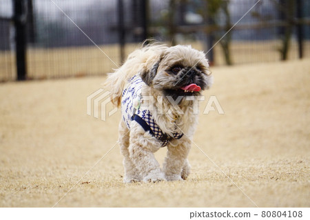 A dog walking on the lawn with its tongue out 80804108