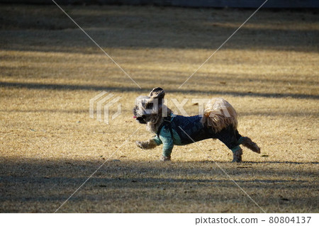 A dog running a dog run in the evening 80804137