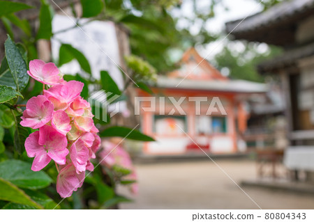 Uozumi Sumiyoshi Shrine (Yasuhiroyama, Akashi City, Hyogo Prefecture), a famous place for hydrangea Uozumi Sumiyoshi Shrine (Yasuhiroyama, Akashi City, Hyogo Prefecture), a famous place for hydrangea 80804343