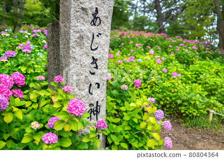 繡球名勝,住吉神社的繡球神念(兵庫縣明石市魚住町八代山)*作品評論區拍攝位置 繡球名勝,住吉神社的繡球神念(兵庫縣明石市魚住町八代山)*作品評論區拍攝位置 80804364