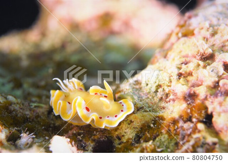 石垣島Akateniroumiushi Part 2 石垣島Akateniroumiushi Part 2 80804750