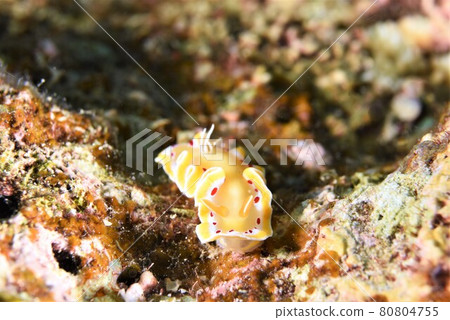 石垣島Akateniroumiushi Part ⑦ 石垣島Akateniroumiushi Part ⑦ 80804755