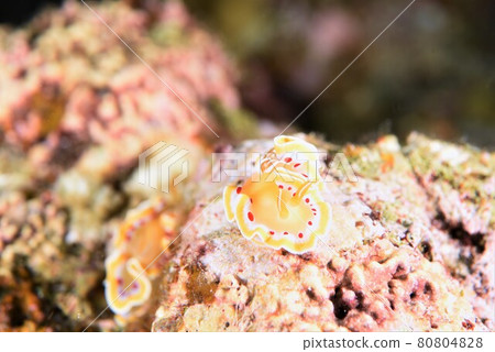 石垣島Akateniroumiushi Part ⑪ 80804828