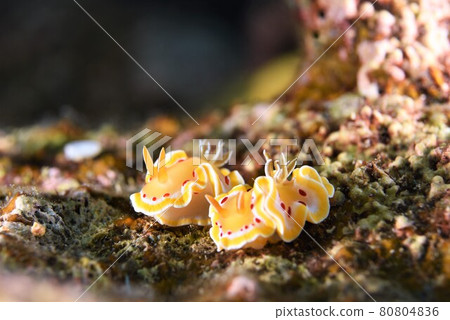 Nakayoshi ♪♪♪ 一對 Akateniroumiushi ......第1部分 Nakayoshi ♪♪♪ 一對 Akateniroumiushi ......第1部分 80804836