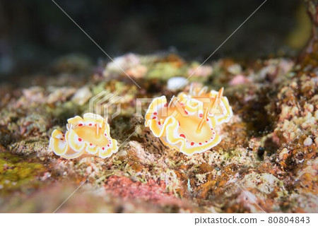 Nakayoshi ♪♪♪ Akateniroumiushi 的三兄弟... ⑫部分 Nakayoshi ♪♪♪ Akateniroumiushi 的三兄弟... ⑫部分 80804843