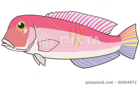 Illustration of tilefish - Stock Illustration [80804972] - PIXTA