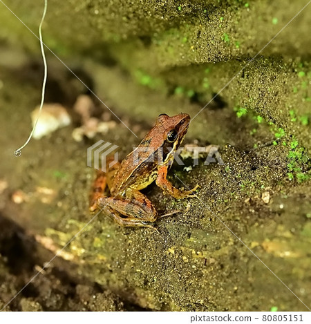 Japanese black frog 80805151